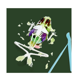 Simba Scout Dissect-It Frosch – Anatomie spielerisch erkunden & lernen