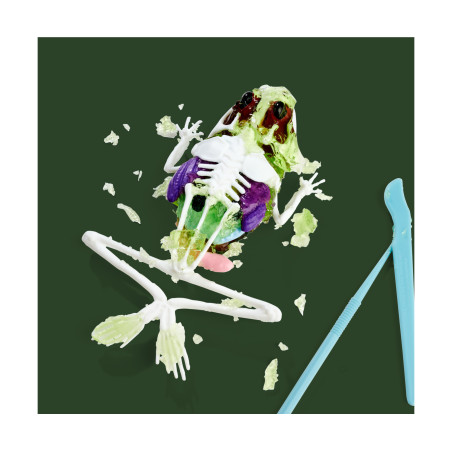 Simba Scout Dissect-It Frosch – Anatomie spielerisch erkunden & lernen