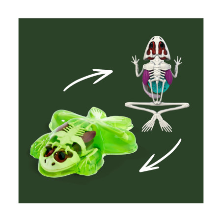 Simba Scout Dissect-It Frosch – Anatomie spielerisch erkunden & lernen
