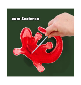 Simba Scout Dissect-It Salamander – Amphibienanatomie spielerisch entdecken