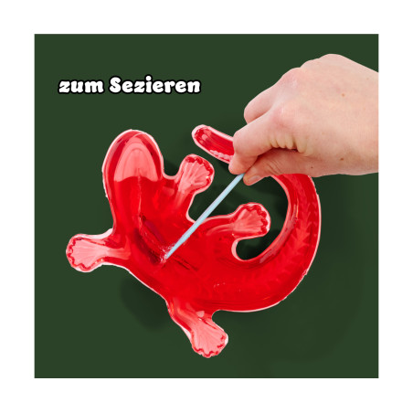 Simba Scout Dissect-It Salamander – Amphibienanatomie spielerisch entdecken