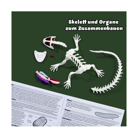 Simba Scout Dissect-It Salamander – Amphibienanatomie spielerisch entdecken