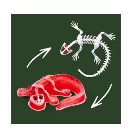Simba Scout Dissect-It Salamander – Amphibienanatomie spielerisch entdecken