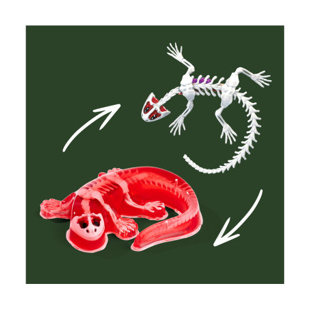 Simba Scout Dissect-It Salamander – Amphibienanatomie spielerisch entdecken