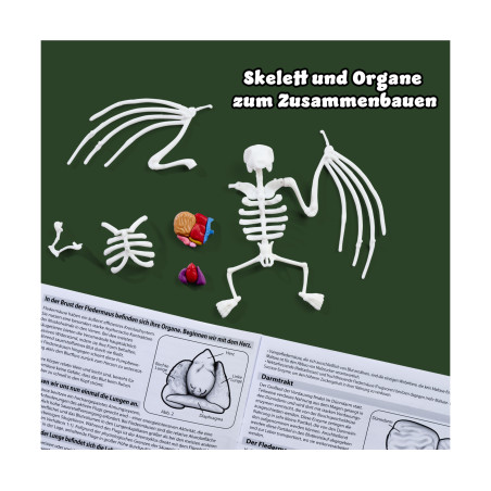 Simba Scout Dissect-It Fledermaus – Anatomie entdecken, freilegen & erforschen