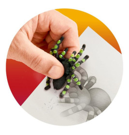 ZOO RADIERER VOGELSPINNE, 2-FACH SORT.