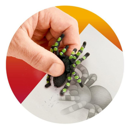 ZOO RADIERER VOGELSPINNE, 2-FACH SORT.