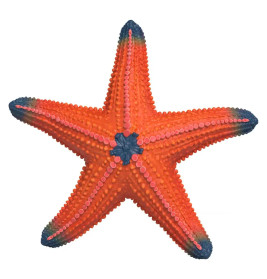 Seestern