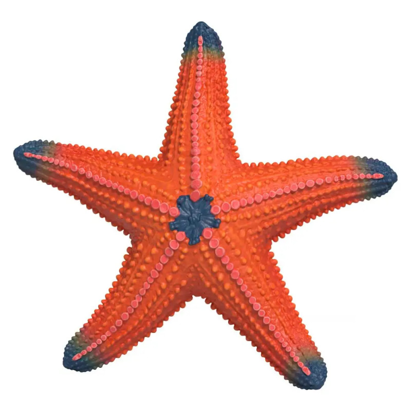 Seestern