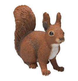 Eichhörnchen
