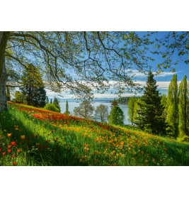 Schmidt Spiele Puzzle 1000 Teile – Frühlingsallee zur Tulpenblüte, Insel Mainau