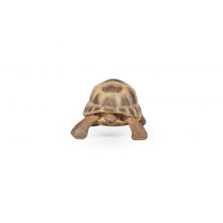 Hermanns Schildkröte