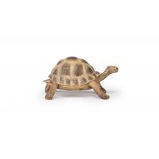 Hermanns Schildkröte