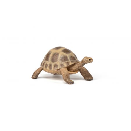 Hermanns Schildkröte