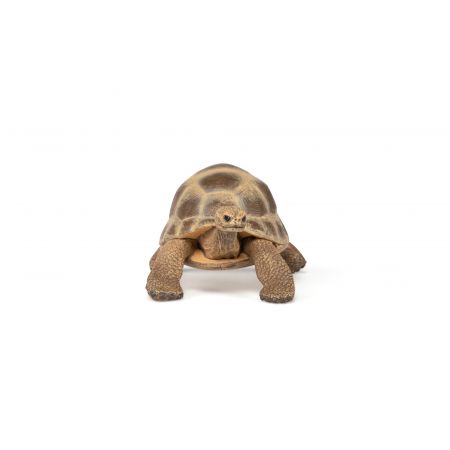 Hermanns Schildkröte