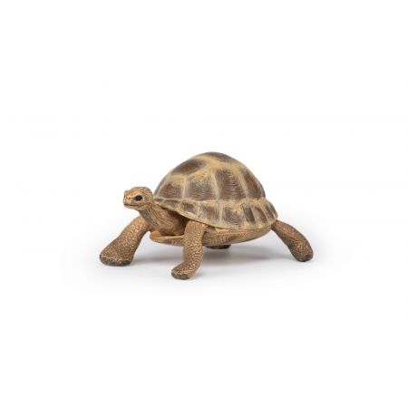 Hermanns Schildkröte
