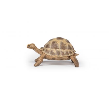 Hermanns Schildkröte