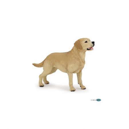 Labrador-Retriever