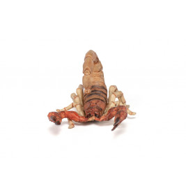 Skorpion
