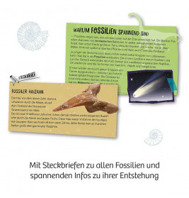 Fossilien