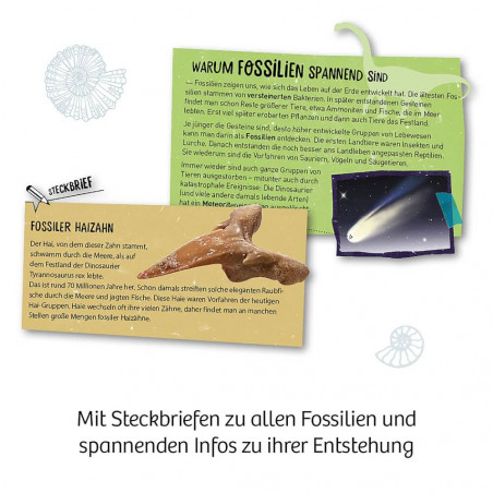 Fossilien