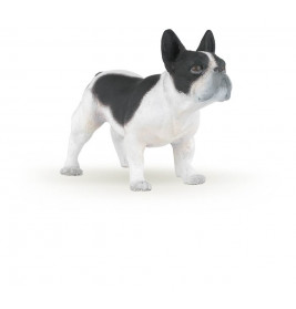 Franzoesicher Bulldogge, Schw