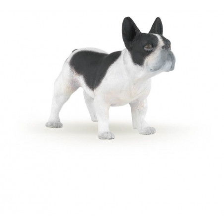 Franzoesicher Bulldogge, Schw