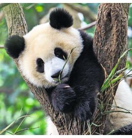 Kinderpuzzle - 05666 Panda, Tiger und Löwe - 3x49 Teile Puzzle für Kinder ab 5 Jahren