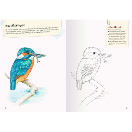 Ravensburger Mein großes Natur-Malbuch - heimische Waldtiere, Meerestiere, Vögel und Pflanzen zum Au