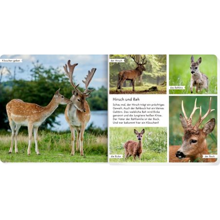 Meine liebsten Tiere im Wald