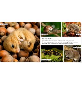 Meine liebsten Tiere im Wald