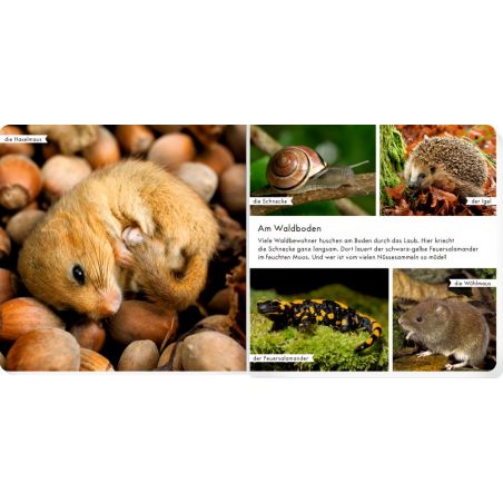 Meine liebsten Tiere im Wald