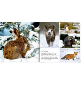 Meine liebsten Tiere im Wald