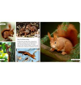 Meine liebsten Tiere im Wald