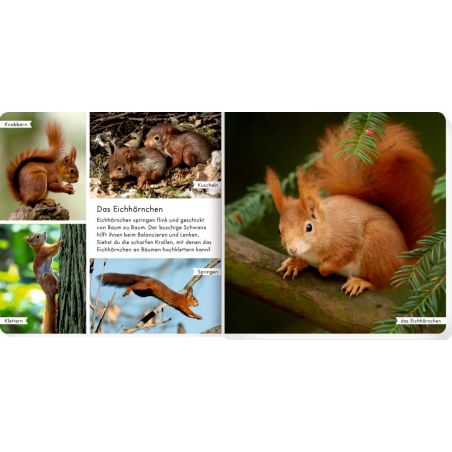 Meine liebsten Tiere im Wald