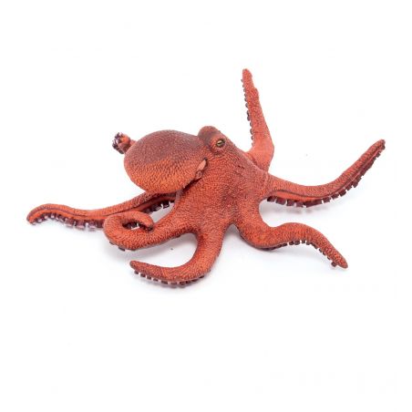 Kleiner Oktopus