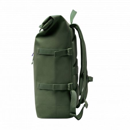 Rolltop algae