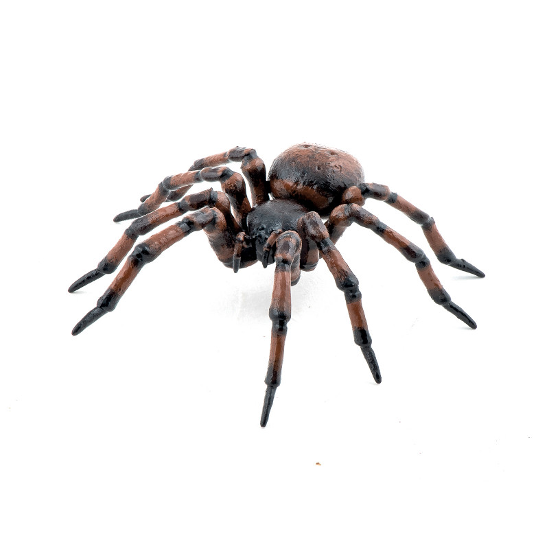 Gemeine Spinne