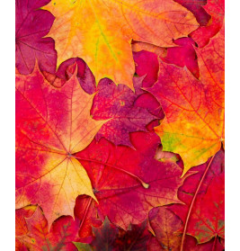 Kritzkratz-Spaß Feen