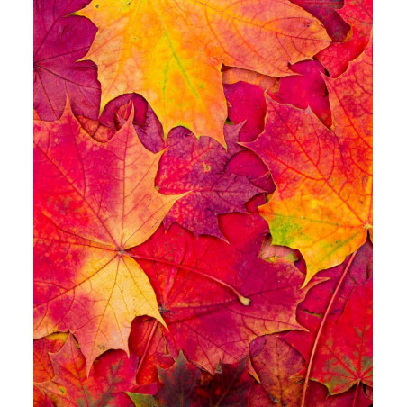 Kritzkratz-Spaß Feen