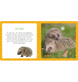Soundbuch für Klitzekleine – Kleine Tiere