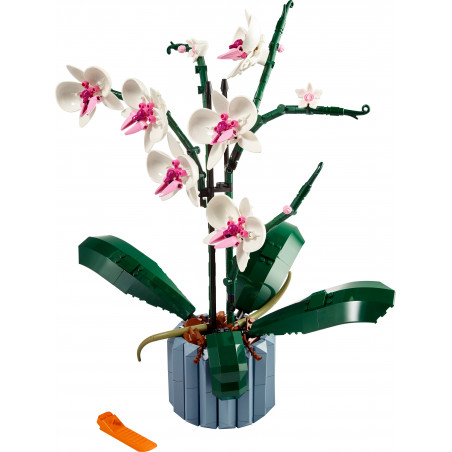 10311 Orchidee