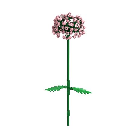 Brixies Plus Allium rosa