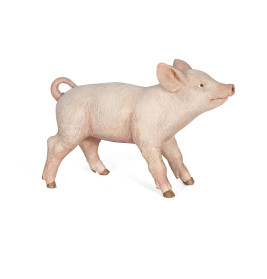 Weibliches Ferkel