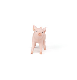 Weibliches Ferkel