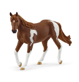 Paint Horse Stute