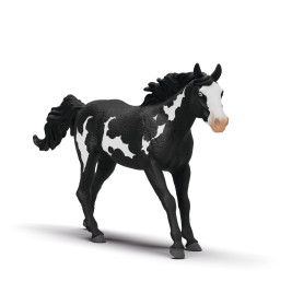 Paint Horse Wallach