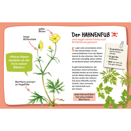 Mein 1. Naturführer Was blüht denn da?