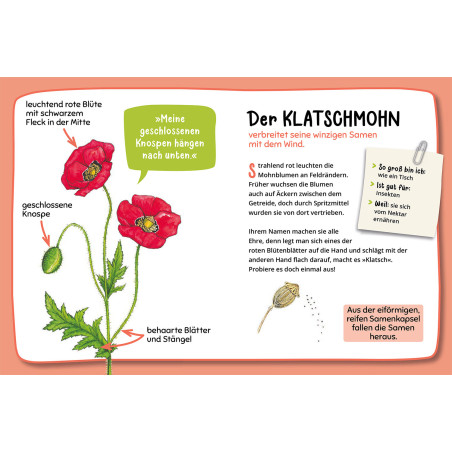 Mein 1. Naturführer Was blüht denn da?