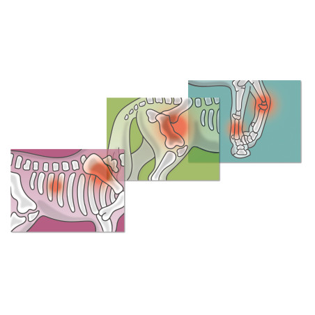 Mobile Tieraerztin mit Anhänger